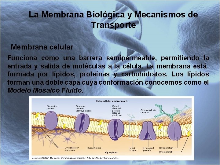 La Membrana Biológica y Mecanismos de Transporte Membrana celular Funciona como una barrera semipermeable,