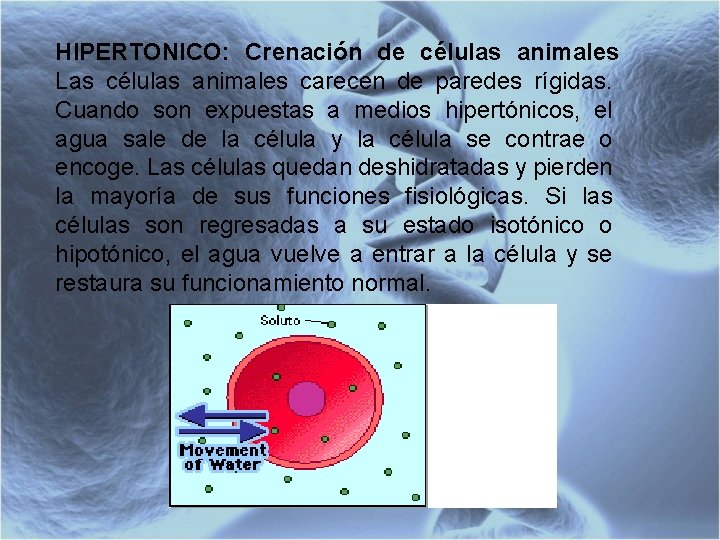 HIPERTONICO: Crenación de células animales Las células animales carecen de paredes rígidas. Cuando son