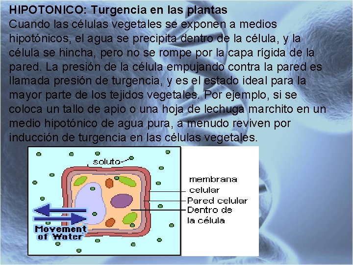 HIPOTONICO: Turgencia en las plantas Cuando las células vegetales se exponen a medios hipotónicos,