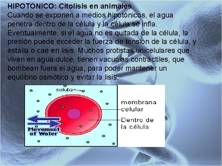 HIPOTONICO: Citolisis en animales Cuando se exponen a medios hipotónicos, el agua penetra dentro