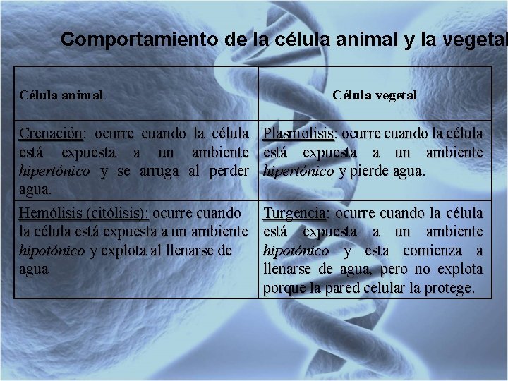 Comportamiento de la célula animal y la vegetal Célula animal Crenación: ocurre cuando la