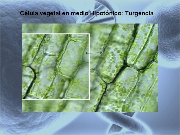 Célula vegetal en medio Hipotónico: Turgencia 