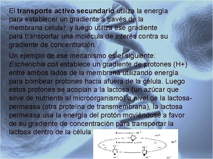 El transporte activo secundario utiliza la energía para establecer un gradiente a través de