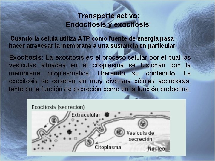 Transporte activo: Endocitosis y exocitosis: Cuando la célula utiliza ATP como fuente de energía