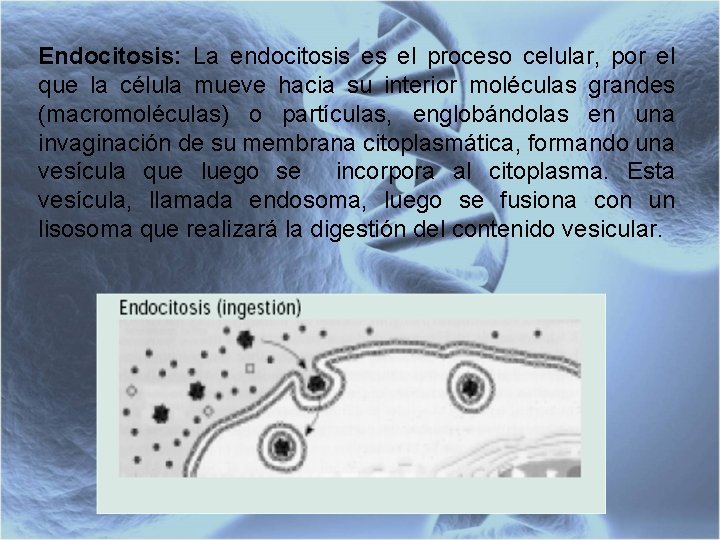 Endocitosis: La endocitosis es el proceso celular, por el que la célula mueve hacia