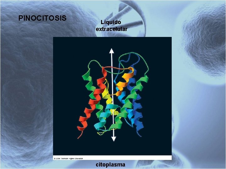 PINOCITOSIS Líquido extracelular citoplasma 