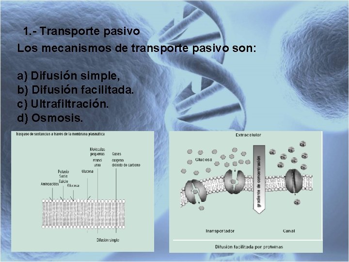 1. - Transporte pasivo Los mecanismos de transporte pasivo son: a) Difusión simple, b)