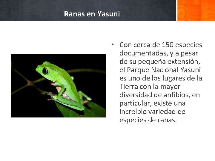 Ranas en Yasuní • Con cerca de 150 especies documentadas, y a pesar de