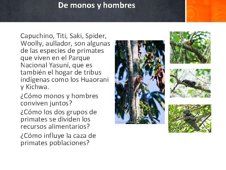 De monos y hombres Capuchino, Titi, Saki, Spider, Woolly, aullador, son algunas de las