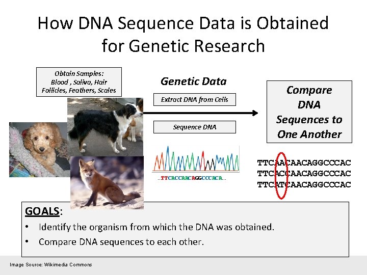 How DNA Sequence Data is Obtained for Genetic Research Obtain Samples: Blood , Saliva,