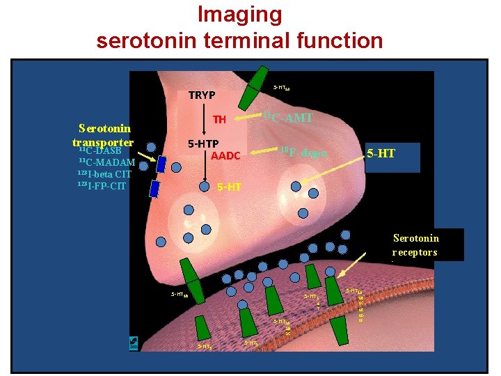 Imaging serotonin terminal function 5 -HT 1 A TRYP Serotonin transporter 11 C-DASB 11