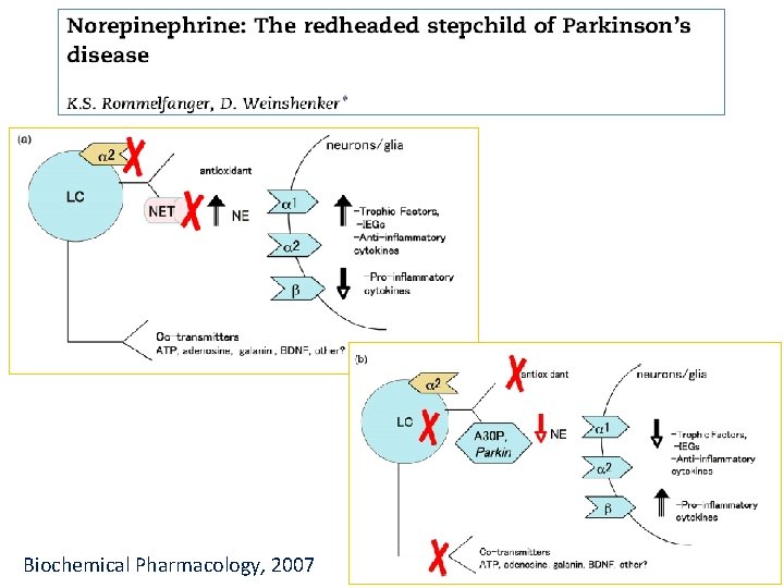 Biochemical Pharmacology, 2007 