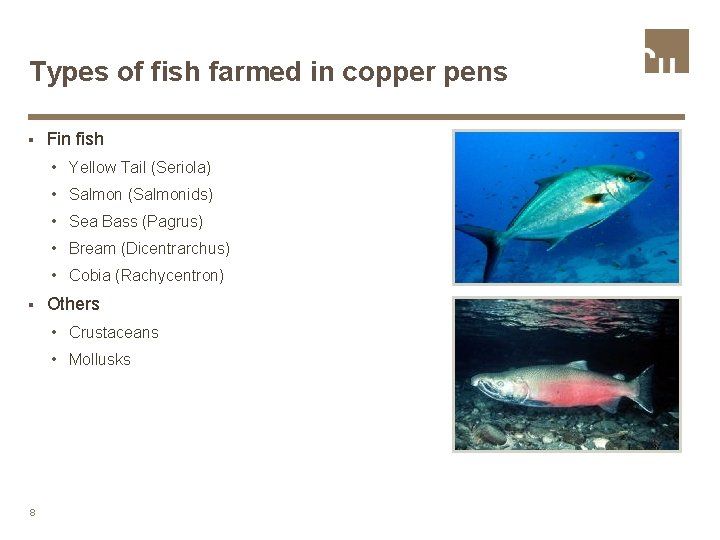 Types of fish farmed in copper pens § Fin fish • Yellow Tail (Seriola)