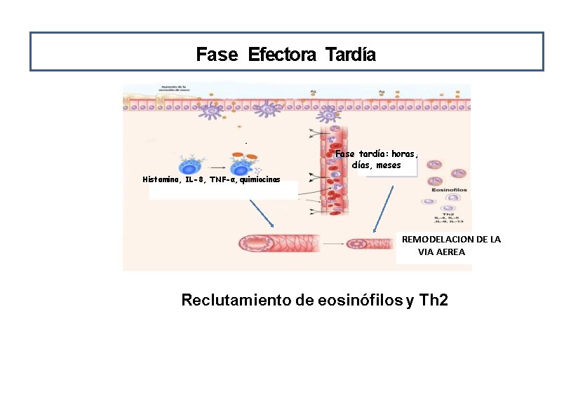 Fase Efectora Tardía Fase tardía: horas, días, meses Histamina, IL-8, TNF-α, quimiocinas REMODELACION DE