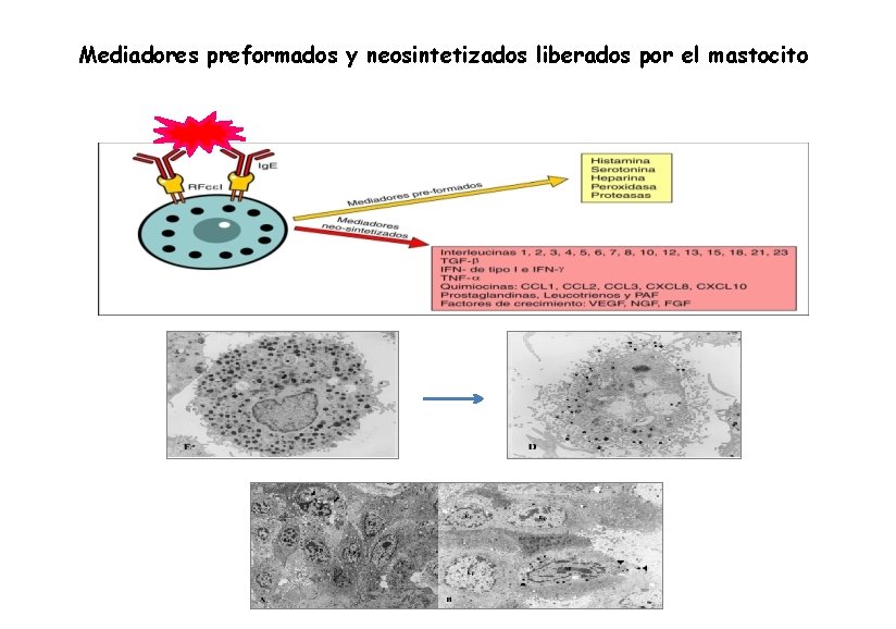 Mediadores preformados y neosintetizados liberados por el mastocito 