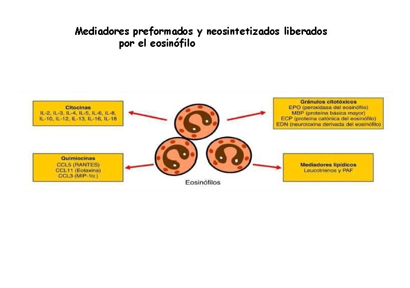 Mediadores preformados y neosintetizados liberados por el eosinófilo 