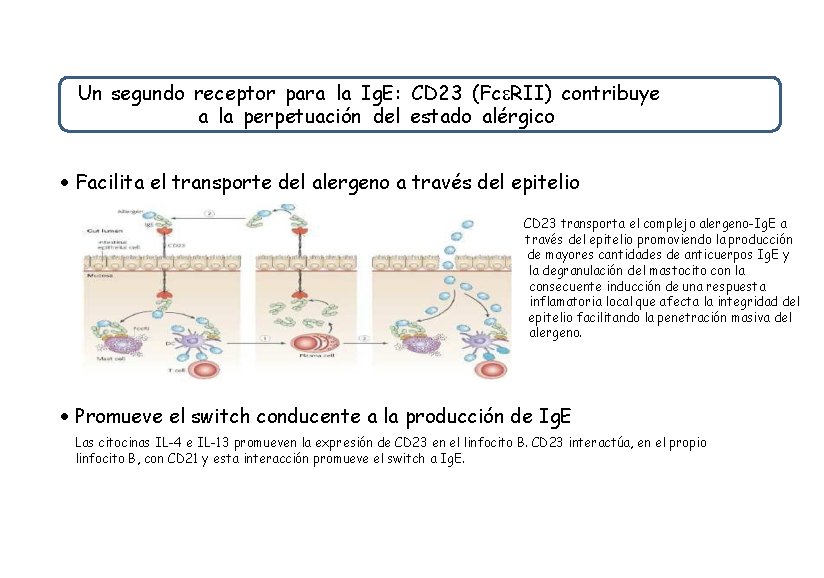 Un segundo receptor para la Ig. E: CD 23 (Fc RII) contribuye a la