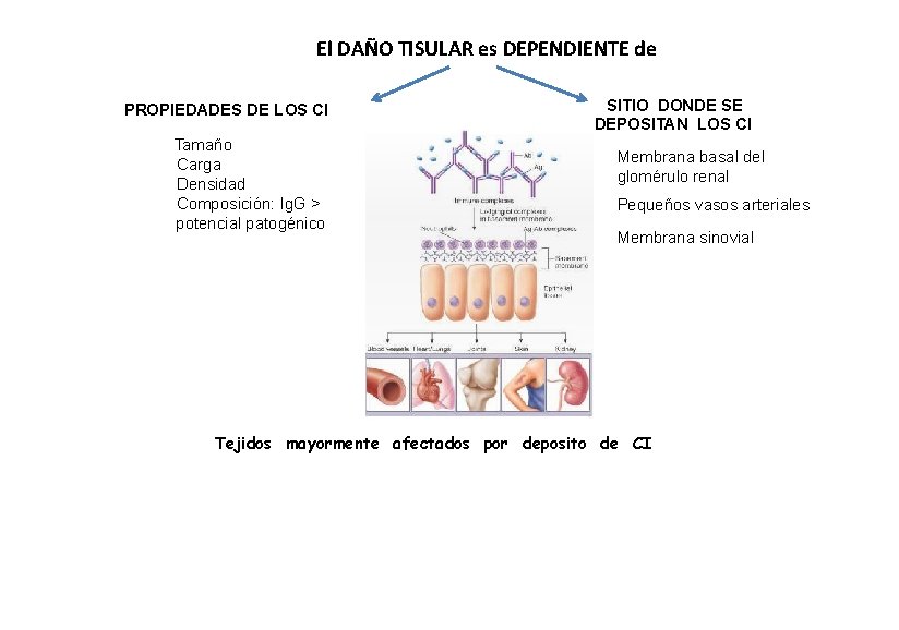 El DAÑO TISULAR es DEPENDIENTE de PROPIEDADES DE LOS CI Tamaño Carga Densidad Composición: