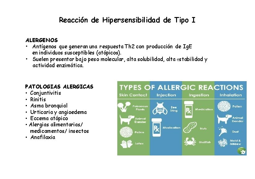 Reacción de Hipersensibilidad de Tipo I ALERGENOS • Antígenos que generan una respuesta Th