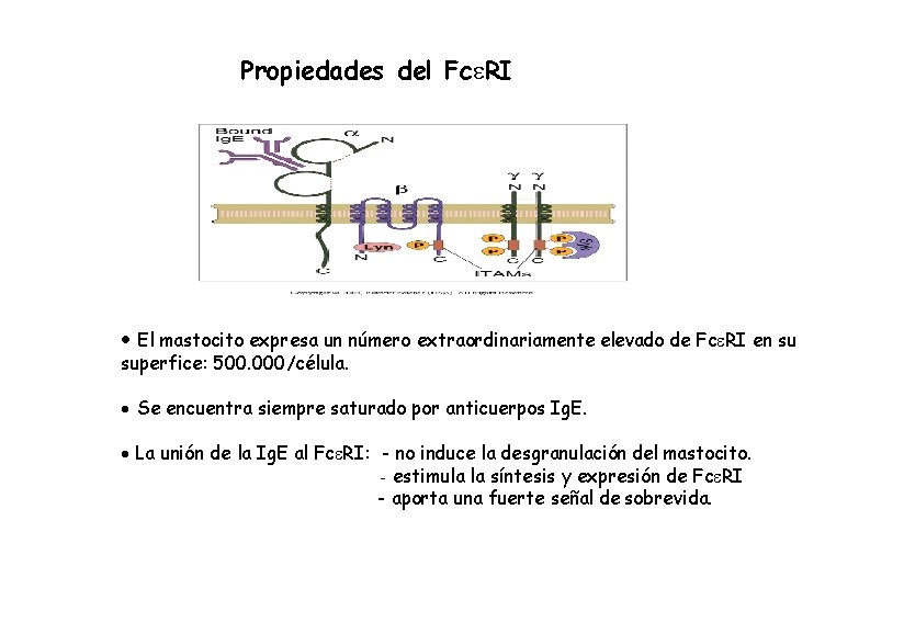 Propiedades del Fc RI El mastocito expresa un número extraordinariamente elevado de Fc RI