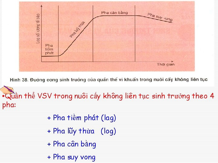  • Quần thể VSV trong nuôi cấy không liên tục sinh trưởng theo