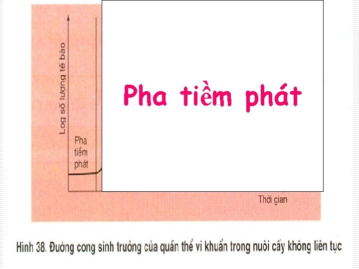 Pha tiềm phát 