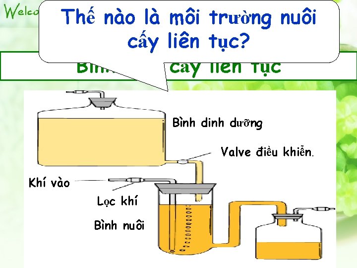 Thế nào là môi trường nuôi cấy liên tục? Bình nuôi cấy liên tục