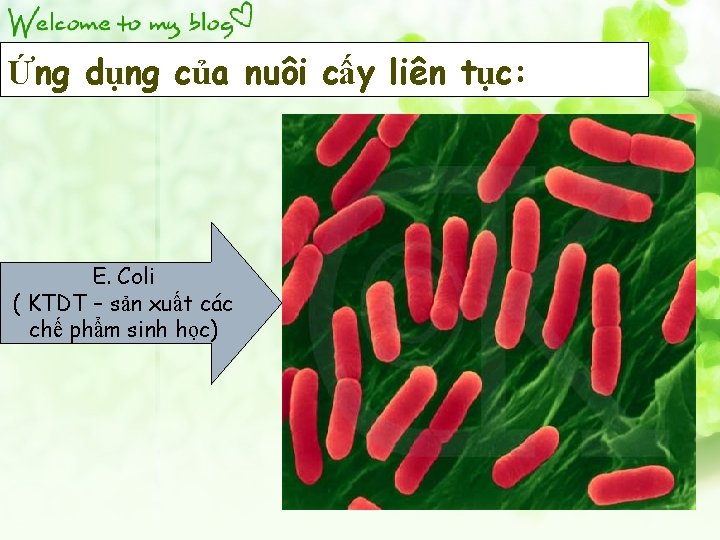 Ứng dụng của nuôi cấy liên tục: E. Coli ( KTDT – sản xuất