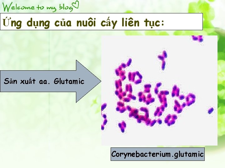 Ứng dụng của nuôi cấy liên tục: Sản xuất aa. Glutamic Corynebacterium. glutamic 