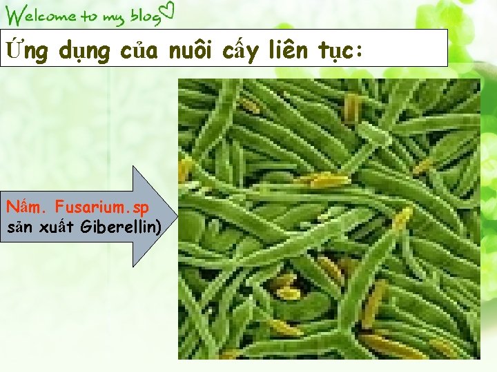 Ứng dụng của nuôi cấy liên tục: Nấm. Fusarium. sp sản xuất Giberellin) 