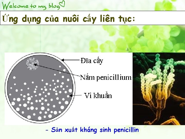 Ứng dụng của nuôi cấy liên tục: - Sản xuất kháng sinh penicillin 