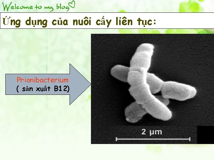Ứng dụng của nuôi cấy liên tục: Prionibacterium ( sản xuất B 12) 