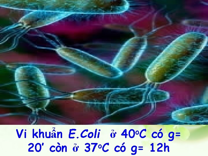 Vi khuẩn E. Coli ở 40 o. C có g= 20’ còn ở 37