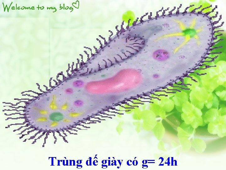 Trùng đế giày có g= 24 h 