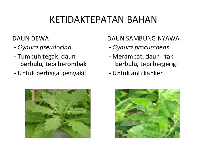 KETIDAKTEPATAN BAHAN DAUN DEWA - Gynura pseudocina - Tumbuh tegak, daun berbulu, tepi berombak