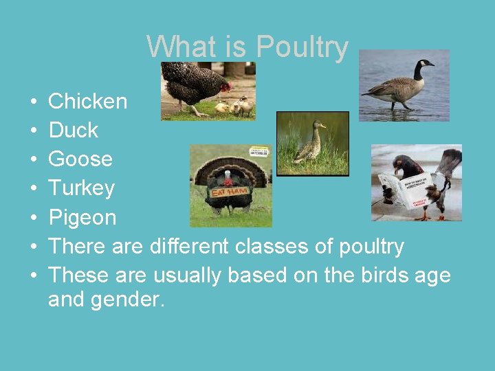 What is Poultry • • Chicken Duck Goose Turkey Pigeon There are different classes