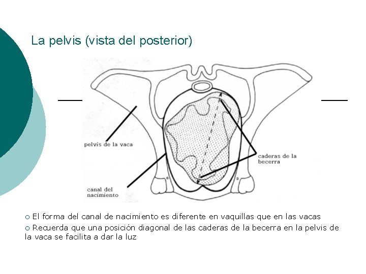 La pelvis (vista del posterior) El forma del canal de nacimiento es diferente en