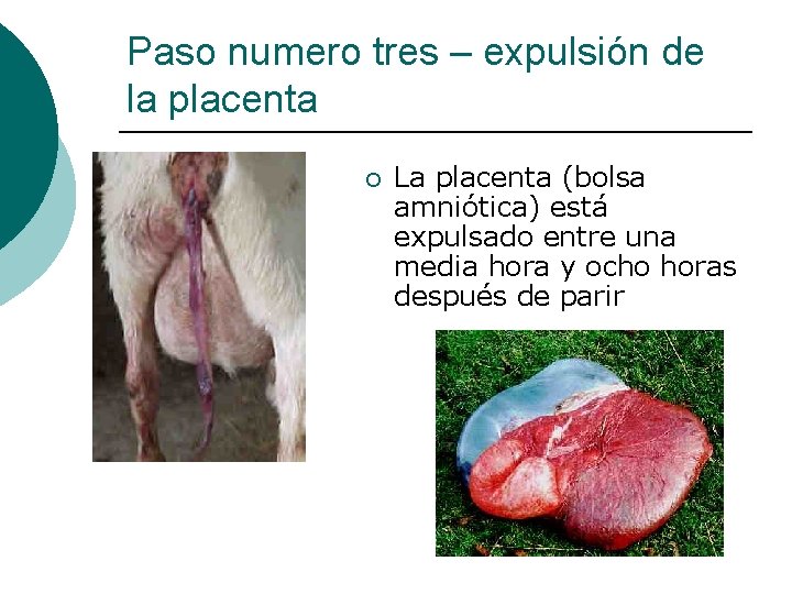 Paso numero tres – expulsión de la placenta ¡ La placenta (bolsa amniótica) está