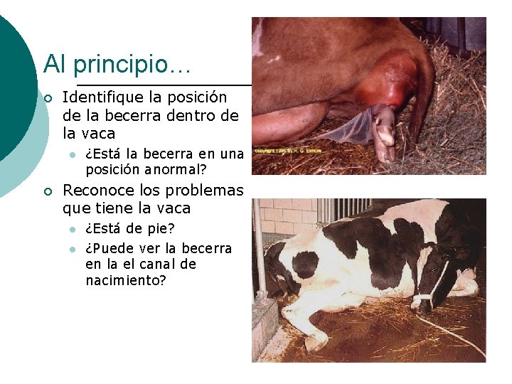 Al principio… ¡ Identifique la posición de la becerra dentro de la vaca l