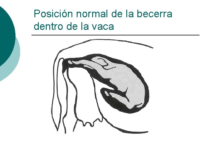 Posición normal de la becerra dentro de la vaca 