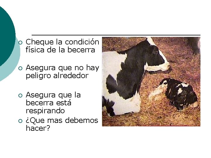 ¡ Cheque la condición física de la becerra ¡ Asegura que no hay peligro