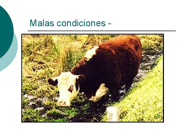 Malas condiciones - 