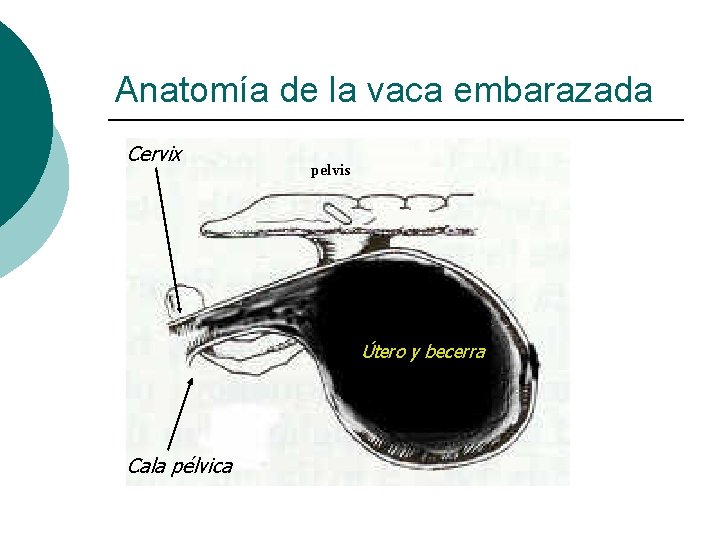 Anatomía de la vaca embarazada Cervix pelvis Útero y becerra Cala pélvica 