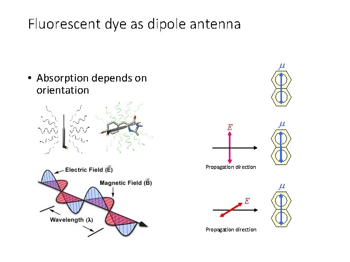 Fluorescent dye as dipole antenna • Absorption depends on orientation E Propagation direction 