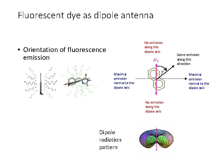 Fluorescent dye as dipole antenna No emission along the dipole axis • Orientation of