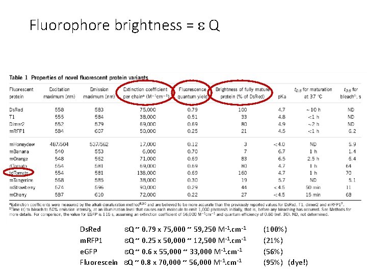 Fluorophore brightness = Q Ds. Red Q ~ 0. 79 x 75, 000 ~