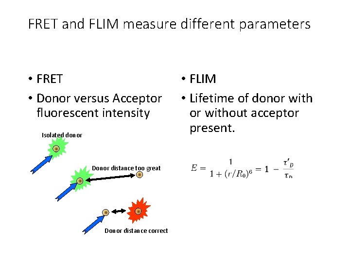 FRET and FLIM measure different parameters • FRET • Donor versus Acceptor fluorescent intensity