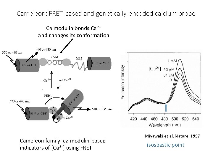 Cameleon: FRET-based and genetically-encoded calcium probe Calmodulin bonds Ca 2+ and changes its conformation