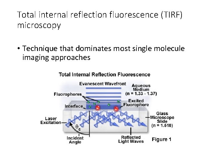 Total internal reflection fluorescence (TIRF) microscopy • Technique that dominates most single molecule imaging