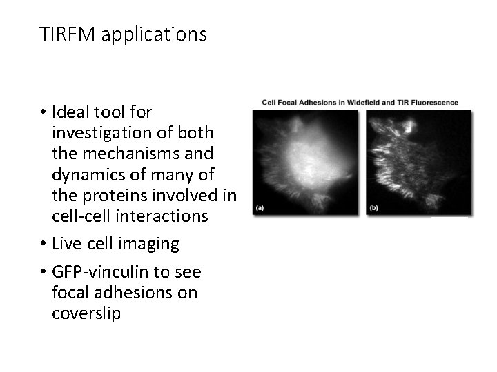 TIRFM applications • Ideal tool for investigation of both the mechanisms and dynamics of